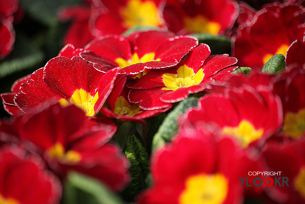 Çiçek Fotoğrafı; Flowers Photography 8