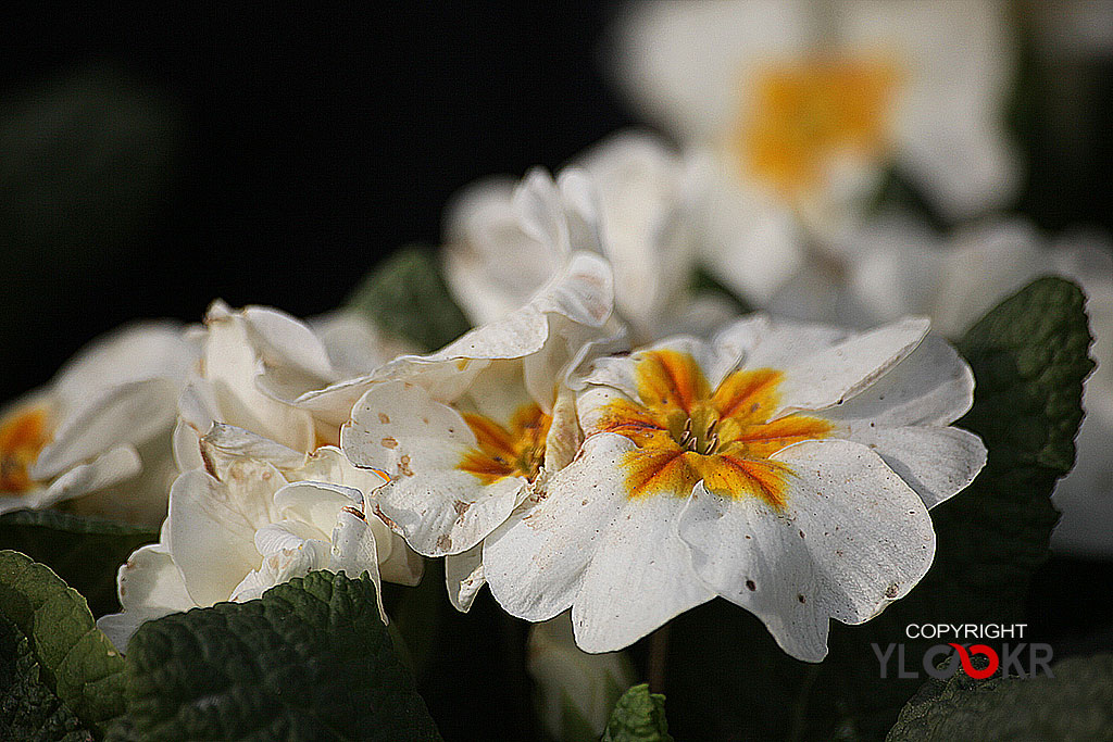 Çiçek Fotoğrafı; Flowers Photography 14