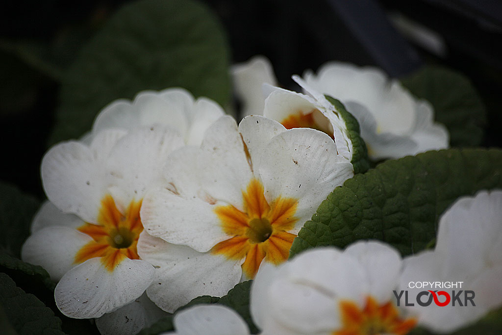 Çiçek Fotoğrafı; Flowers Photography 19