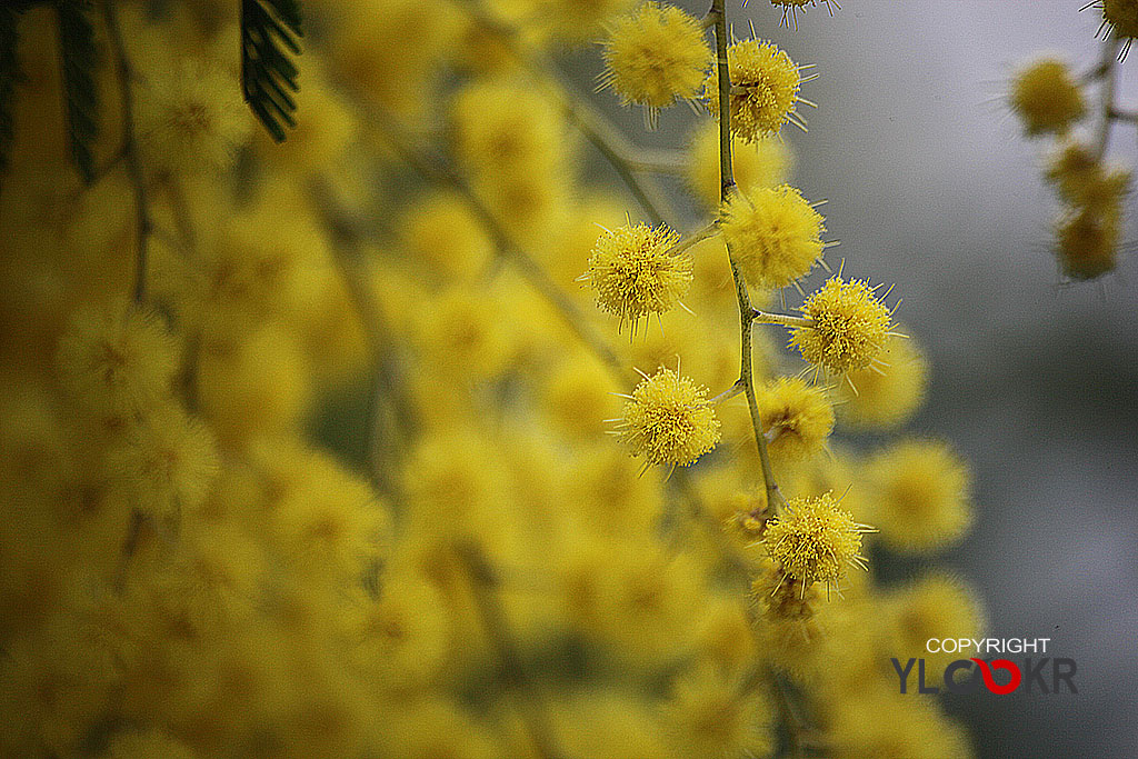 Çiçek Fotoğrafı; Flowers Photography 25