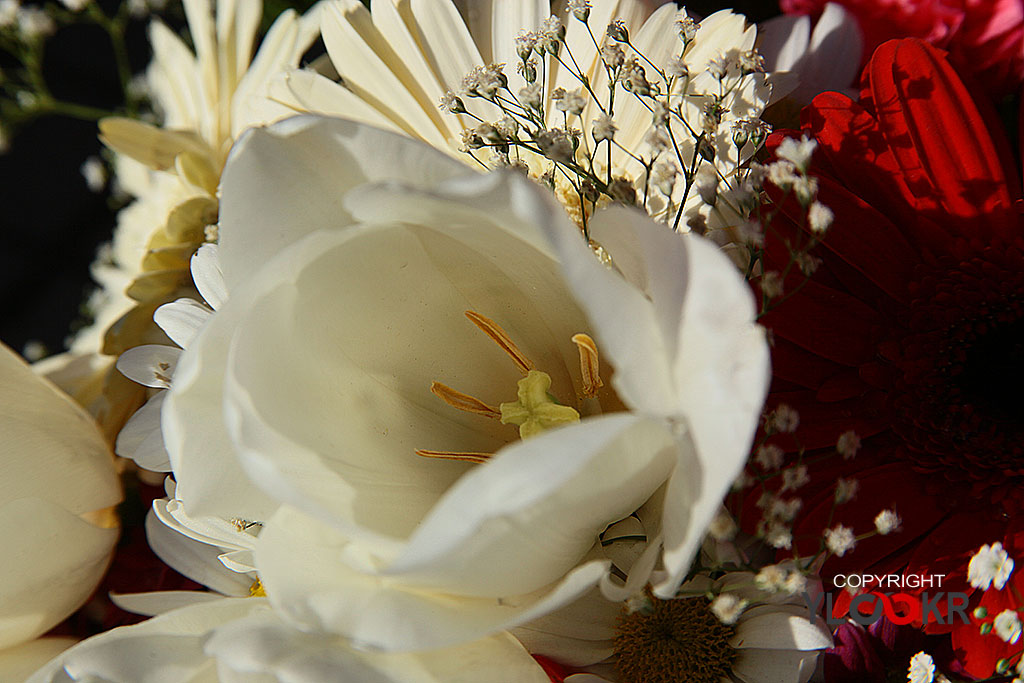 Çiçek Fotoğrafı; Flowers Photography 32