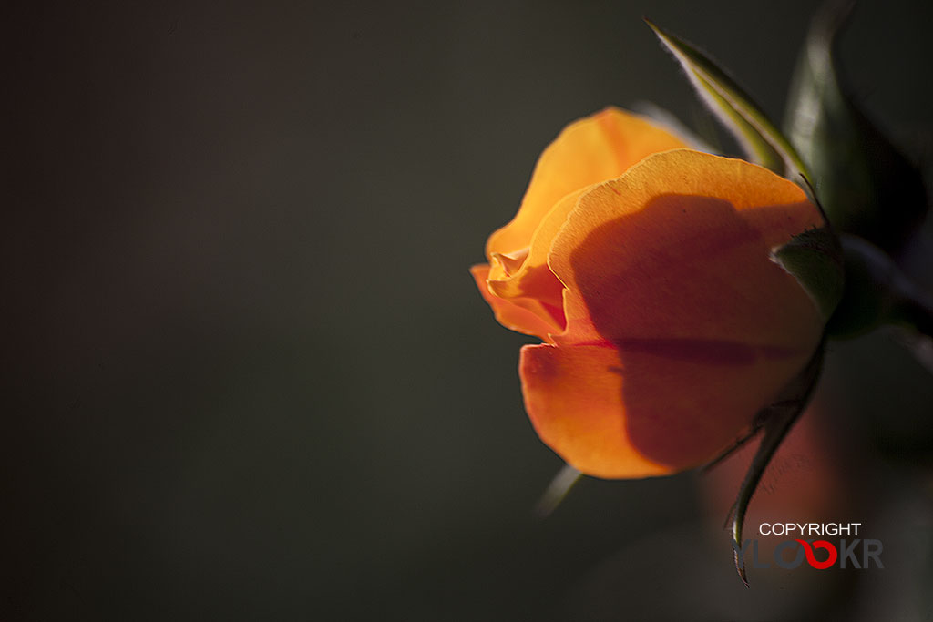 Çiçek Fotoğrafı; Flowers Photography 57