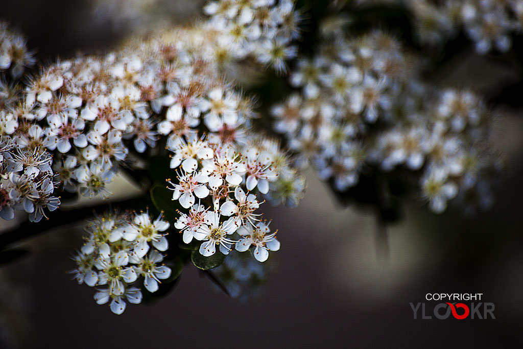 Çiçek Fotoğrafı; Flowers Photography 63