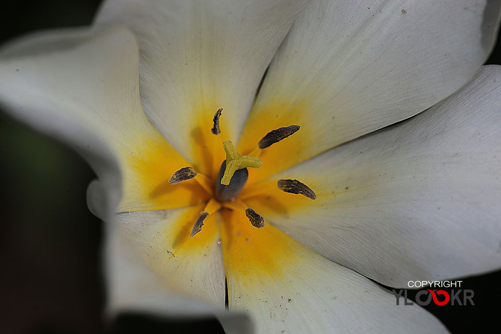 Çiçek Fotoğrafı; Flowers Photography 67
