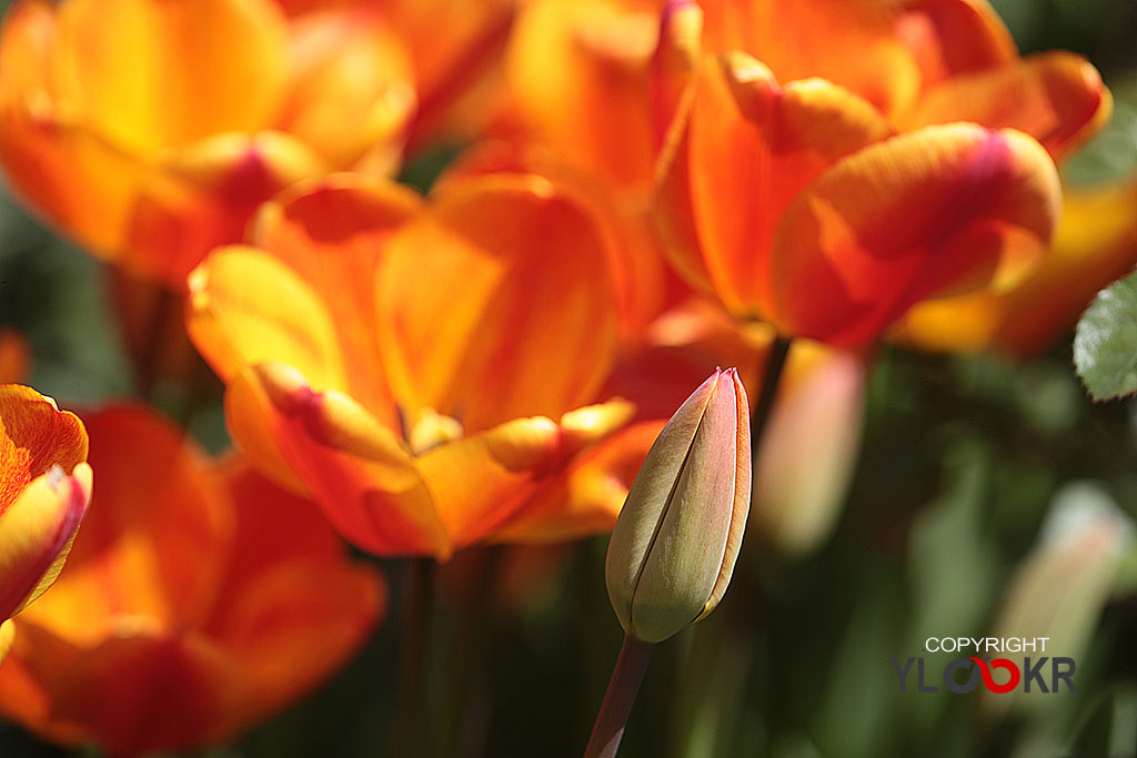 Çiçek Fotoğrafı; Flowers Photography 70