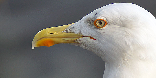 Seagull, Gull, Martı, Animals