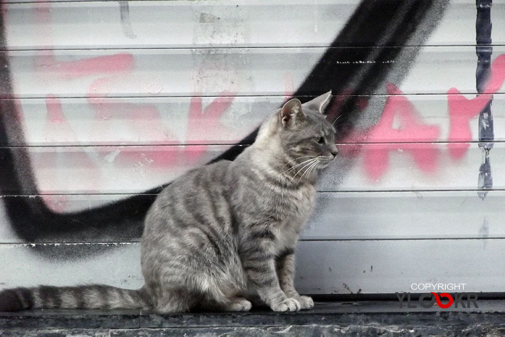 Cat, Kedi, Turist, İstanbul; Tünel 4