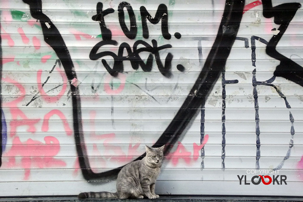 Cat, Kedi, Turist, İstanbul; Tünel 5