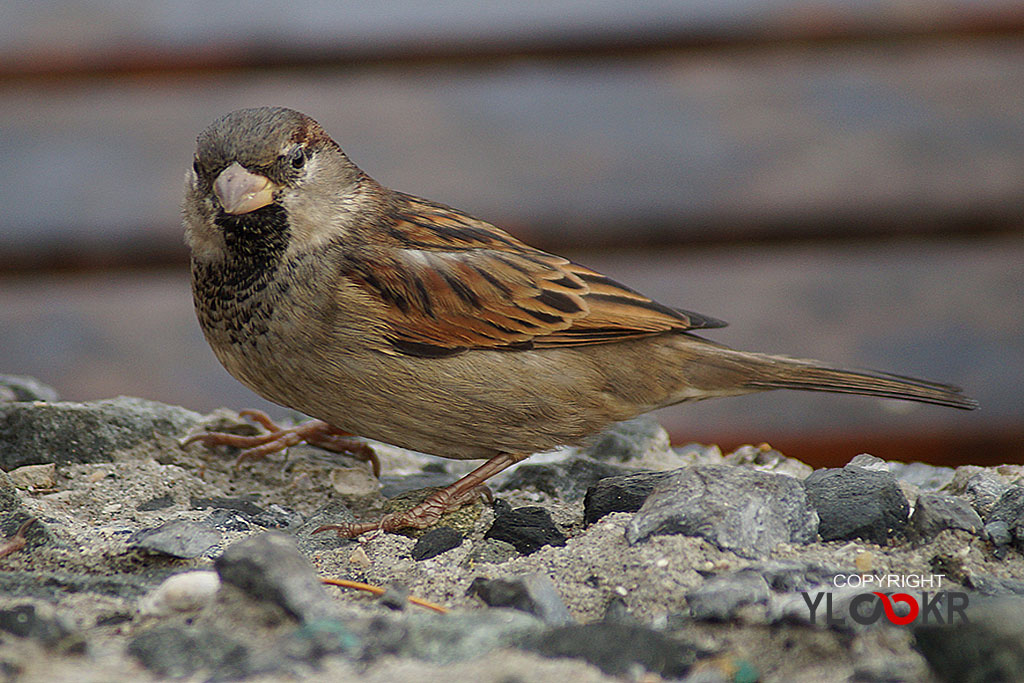 Serçe, Sparrow 1