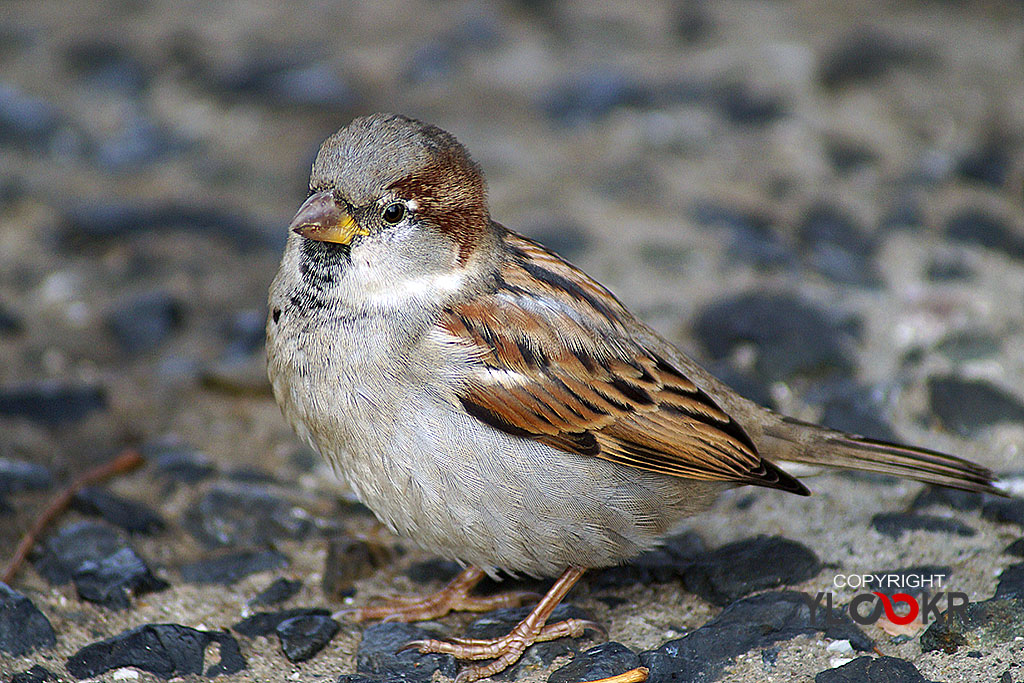 Serçe, Sparrow 4