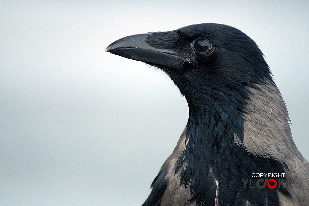 Karga, Crow 3
