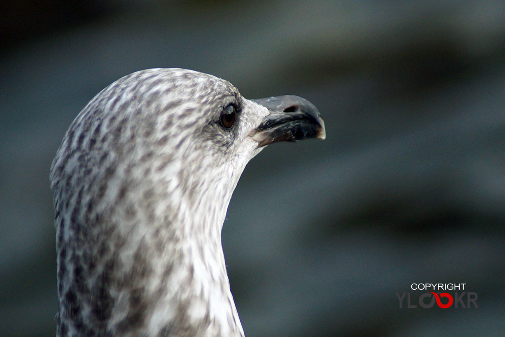 Animals Photography, Martı, Gull, Seagull 5