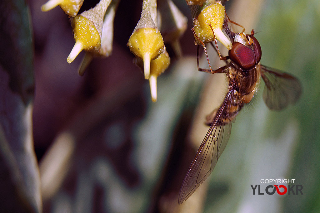 Arı, Wasp, Bee, Makro Fotoğraf, Macro Photography 1