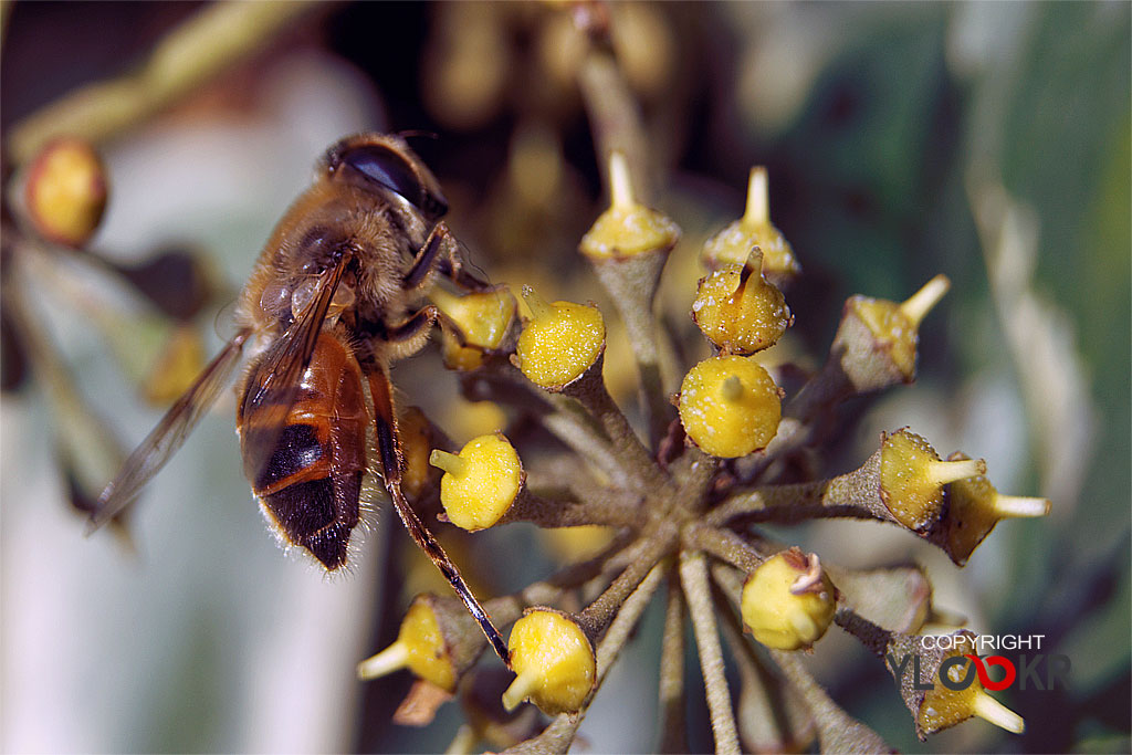 Arı, Wasp, Bee, Makro Fotoğraf, Macro Photography 10