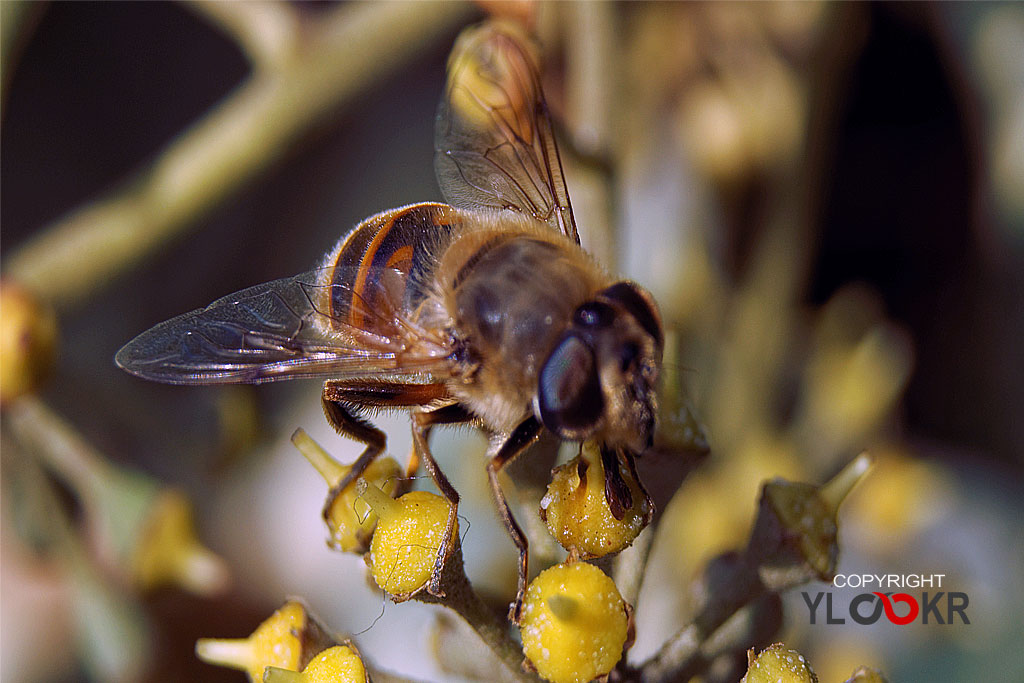 Arı, Wasp, Bee, Makro Fotoğraf, Macro Photography 11