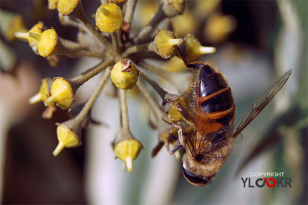Arı, Wasp, Bee, Makro Fotoğraf, Macro Photography 12