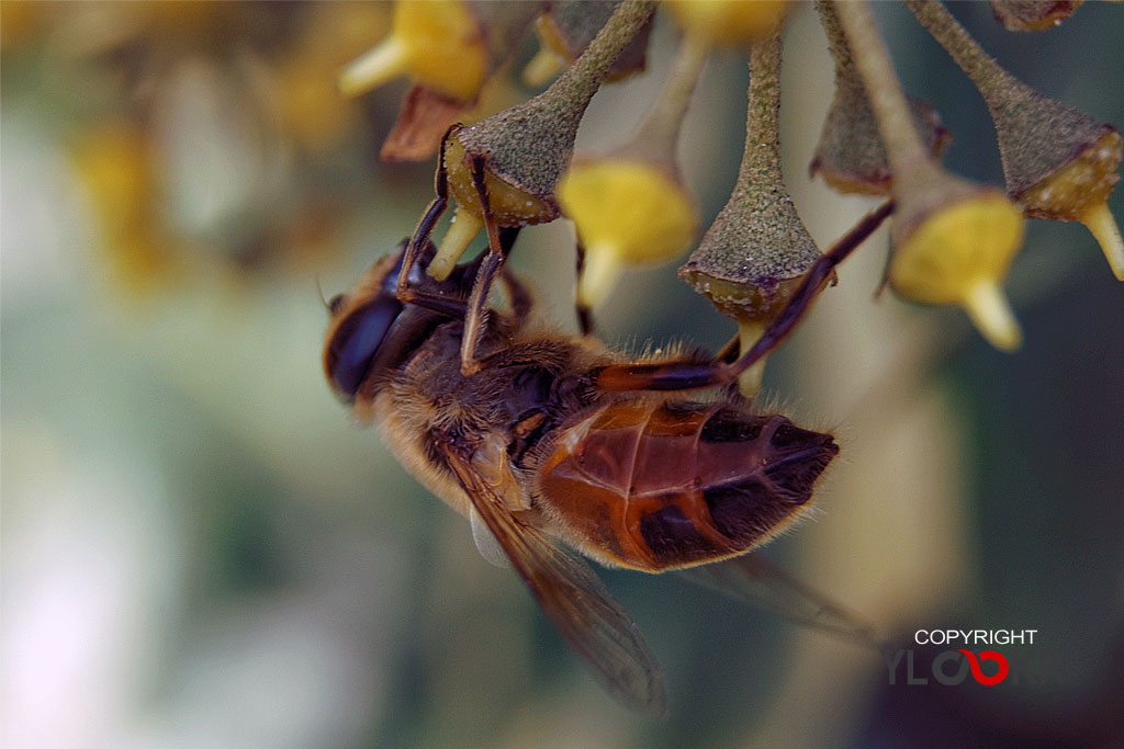 Arı, Wasp, Bee, Makro Fotoğraf, Macro Photography 13