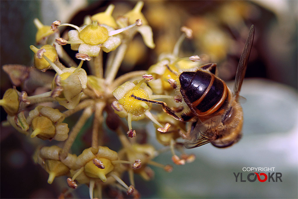 Arı, Wasp, Bee, Makro Fotoğraf, Macro Photography 14