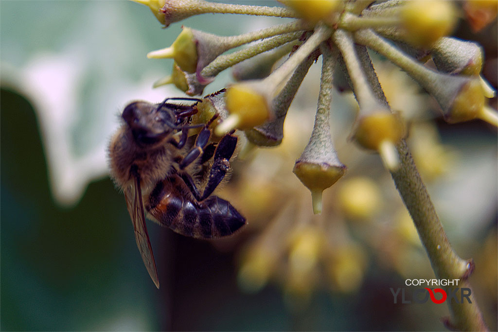 Arı, Wasp, Bee, Makro Fotoğraf, Macro Photography 15