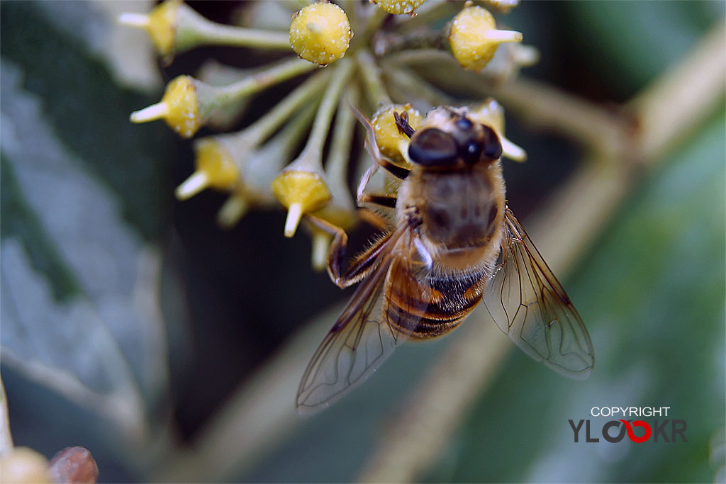 Arı, Wasp, Bee, Makro Fotoğraf, Macro Photography 16