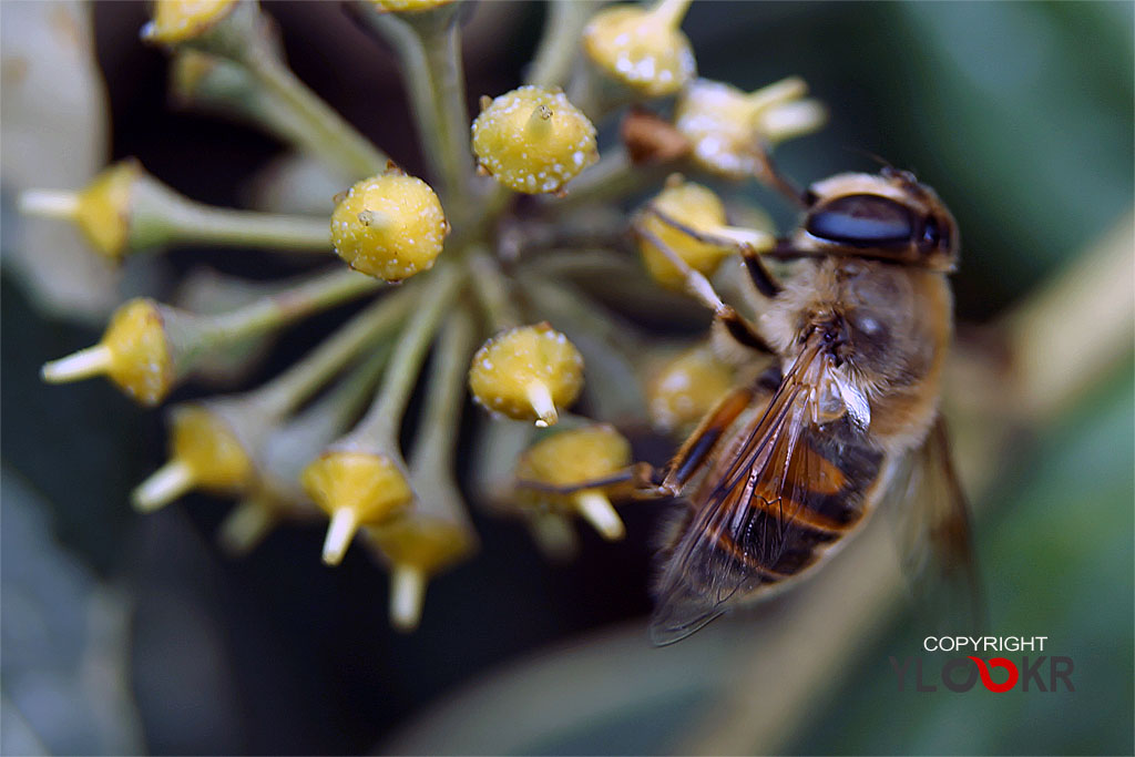 Arı, Wasp, Bee, Makro Fotoğraf, Macro Photography 17
