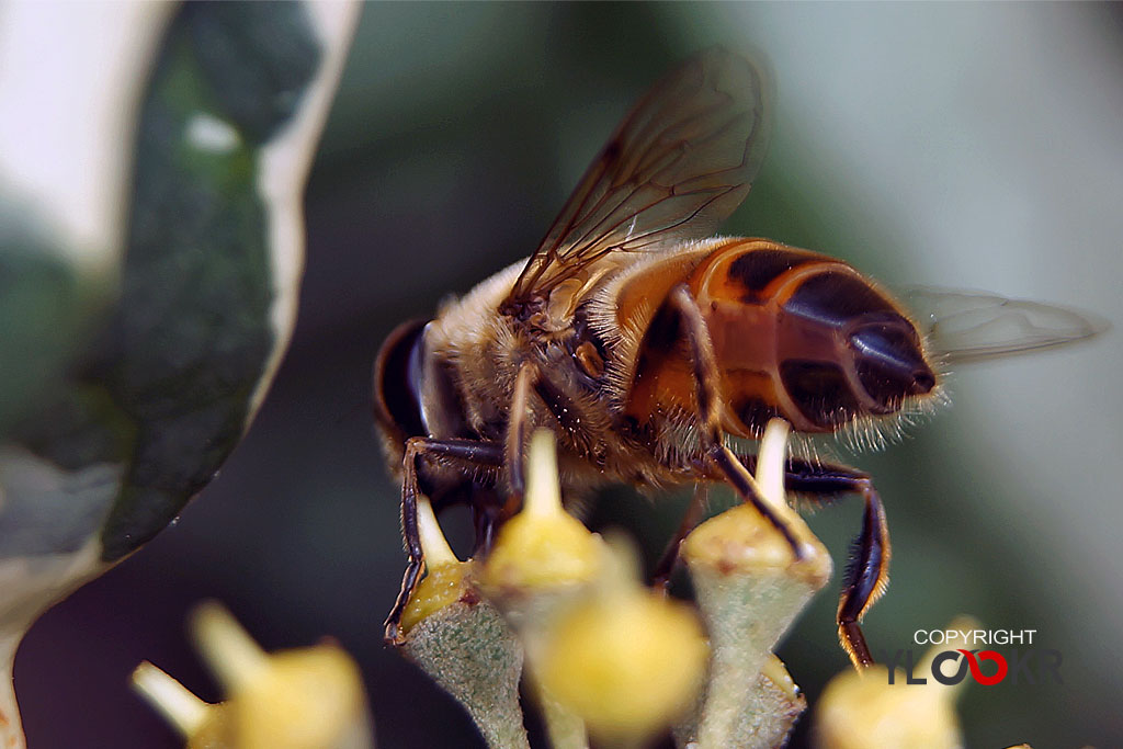 Arı, Wasp, Bee, Makro Fotoğraf, Macro Photographyı 18