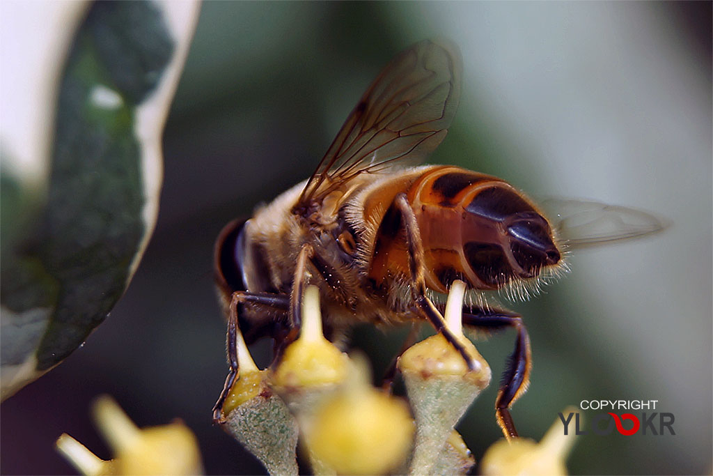 Arı, Wasp, Bee, Makro Fotoğraf, Macro Photography 19