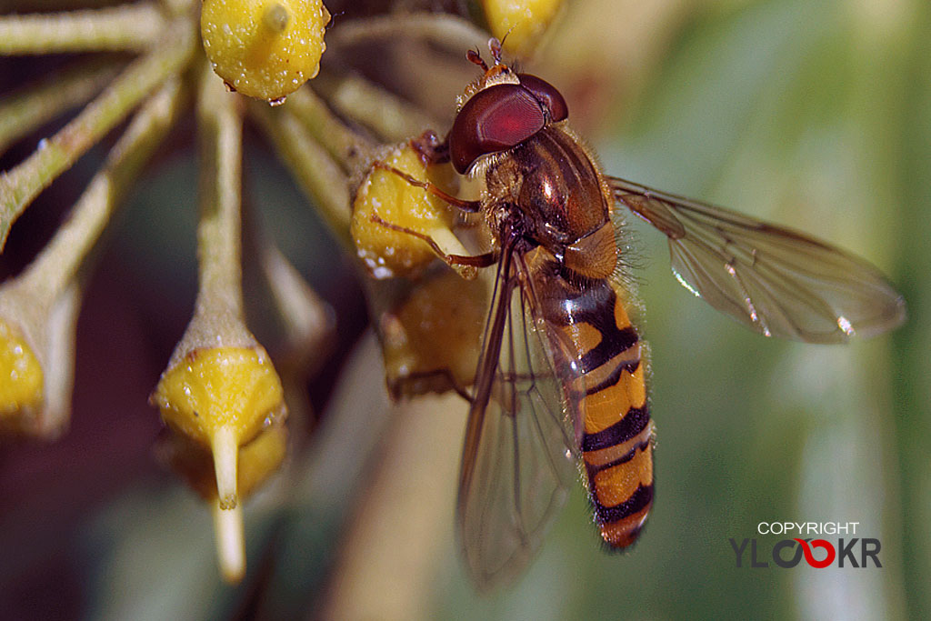 Arı, Wasp, Bee, Makro Fotoğraf, Macro Photography 2