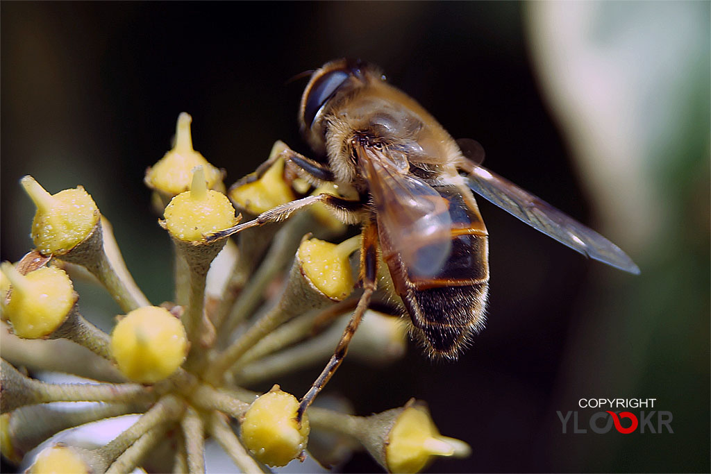 Arı, Wasp, Bee, Makro Fotoğraf, Macro Photography 20