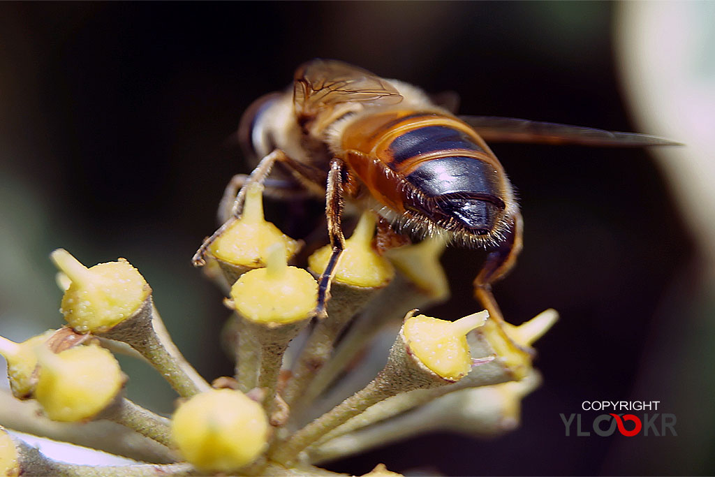 Arı, Wasp, Bee, Makro Fotoğraf, Macro Photography 21