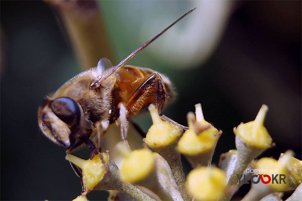 Arı, Wasp, Bee, Makro Fotoğraf, Macro Photography 23