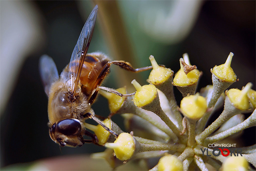 Arı, Wasp, Bee, Makro Fotoğraf, Macro Photography 24