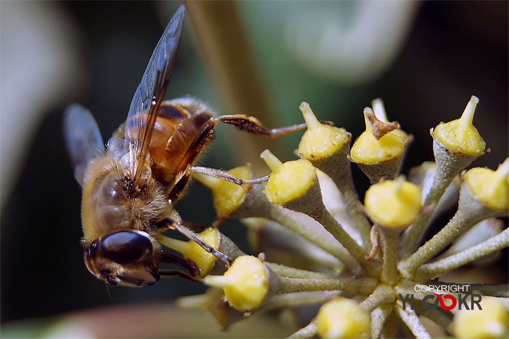 Arı, Wasp, Bee, Makro Fotoğraf, Macro Photography 25