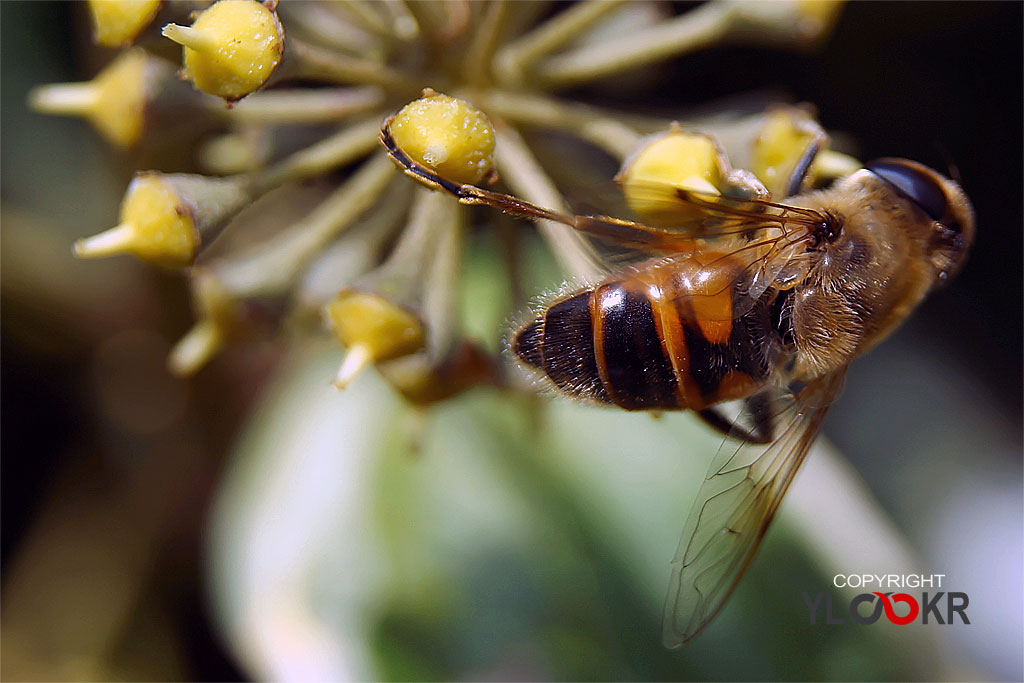 Arı, Wasp, Bee, Makro Fotoğraf, Macro Photography 26