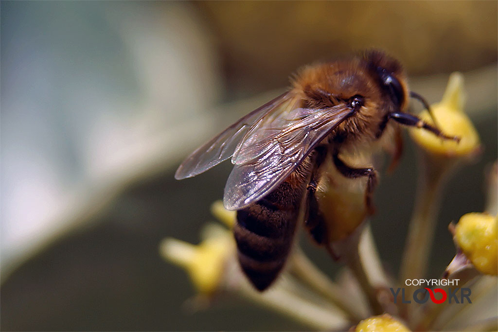 Arı, Wasp, Bee, Makro Fotoğraf, Macro Photography 27