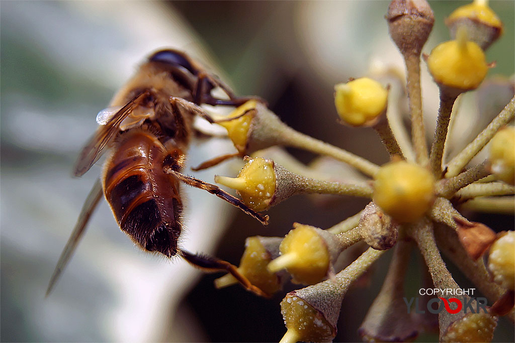 Arı, Wasp, Bee, Makro Fotoğraf, Macro Photography 28