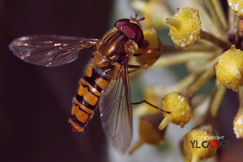 Arı, Wasp, Bee, Makro Fotoğraf, Macro Photography 3