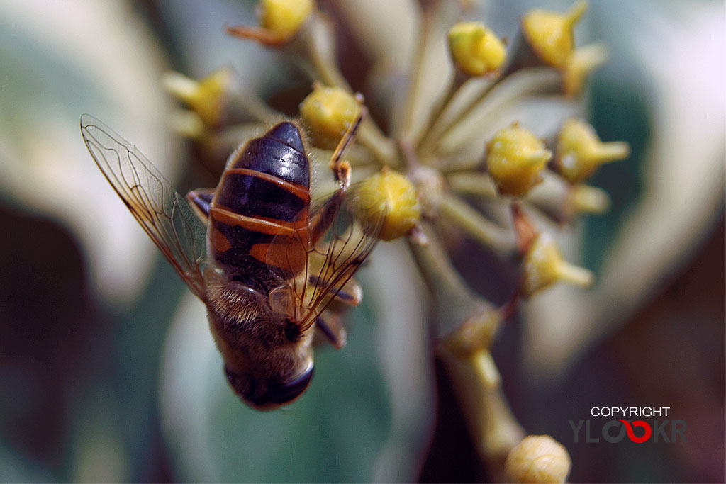 Arı, Wasp, Bee, Makro Fotoğraf, Macro Photography 4