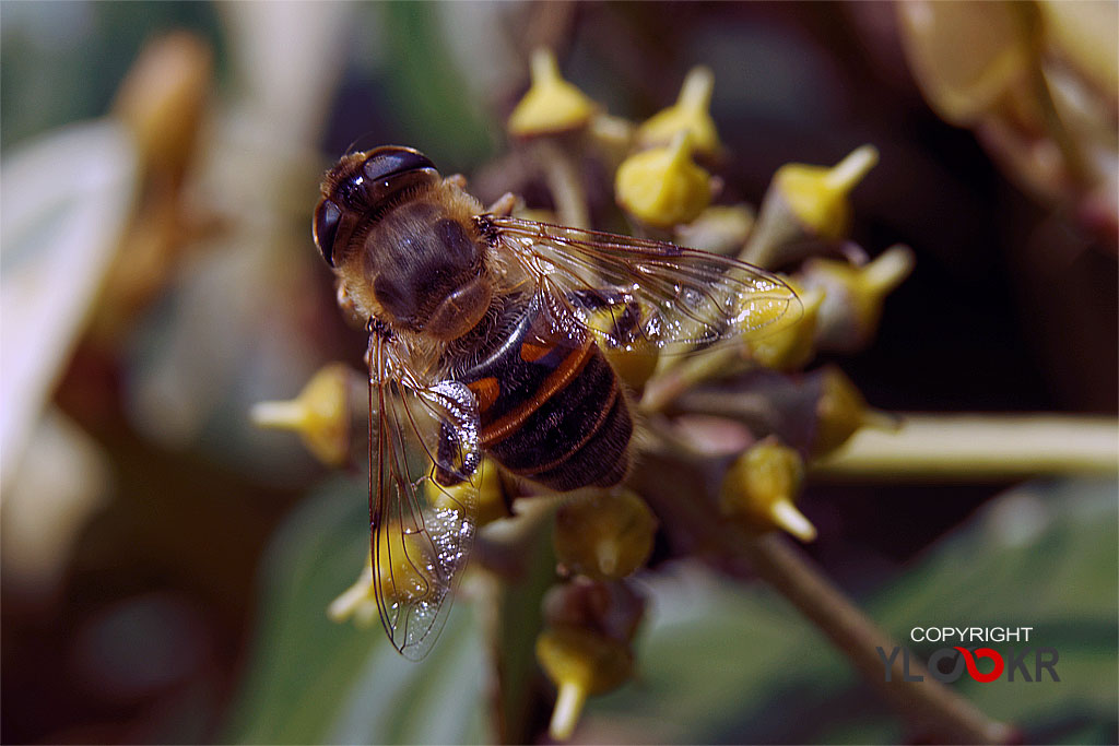 Arı, Wasp, Bee, Makro Fotoğraf, Macro Photography 6