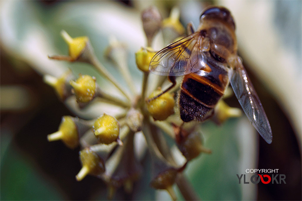Arı, Wasp, Bee, Makro Fotoğraf, Macro Photography 7