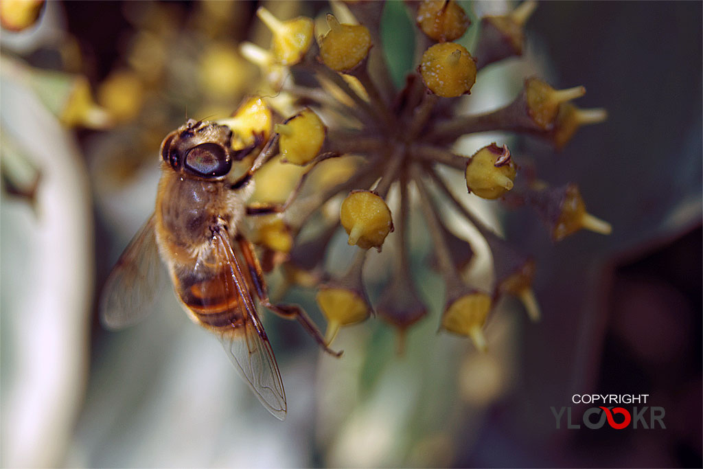 Arı, Wasp, Bee, Makro Fotoğraf, Macro Photography 9