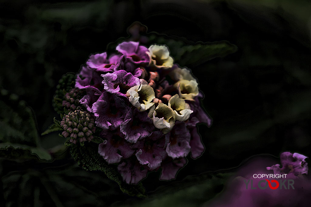 Macro Photography, Makro Fotoğraf, Bodrum Çiçeği, Çiçek Fotoğrafı 7
