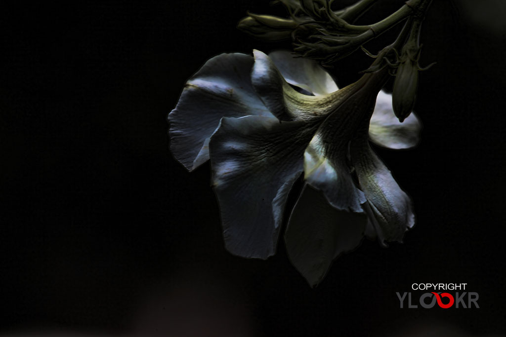 Macro Photography, Makro Fotoğraf, Bodrum Çiçeği, Çiçek Fotoğrafı 10