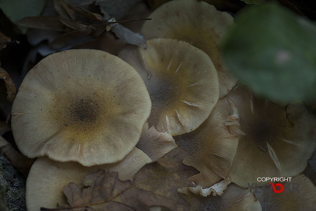 Mantar; Fungus; İstanbul; Belgrad Ormanı 10
