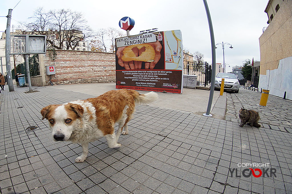 İstanbul; Street Photography; 31 Aralık 2012; Yılbaşı; Köppek; Kedi; Tünel Meydanı