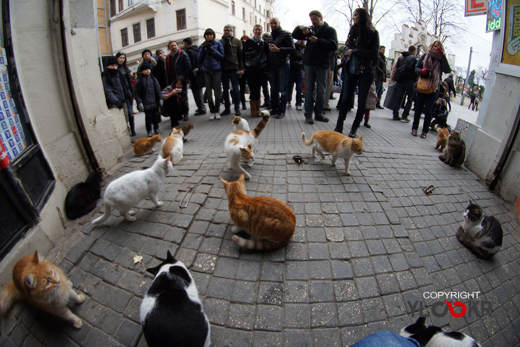 İstanbul; Street Photography; 31 Aralık 2012; Yılbaşı; Narmanlı Han; Kedi; Narmanlı Han kedileri 1