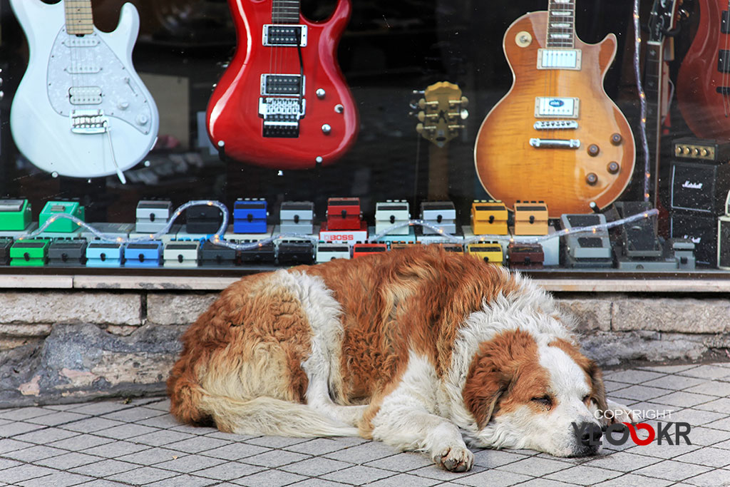 street photography, sokak fotoğrafçılığı; gitar; Müzik Market; Tünel; Köpek; Sokak hayvanı