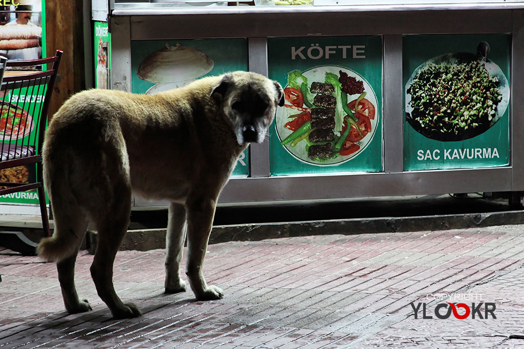 street photography, sokak fotoğrafçılığı; Köpek; Sokak hayvanı; saç kavurma; yemek; lokanta