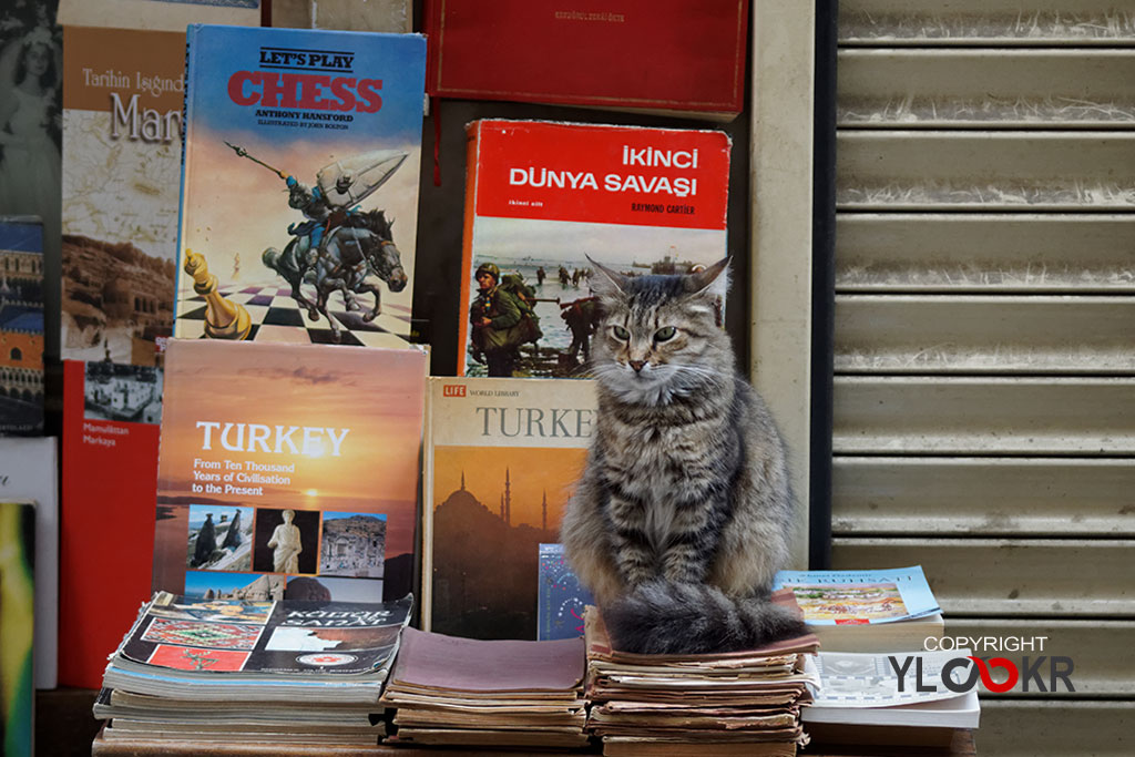 Sokak Fotoğrafçılığı; kedi; Kitapçı; Kitapçının kedisi; eskici; 2. el kitap 